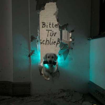 Drahtmaulkorb nicht tierschutzgerecht?-Beitrag-Bild