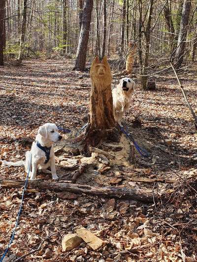 Wald Bild-Beitrag-Bild