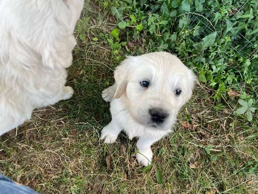 Wo sind die Golden Retriever Liebhaber?-Beitrag-Bild