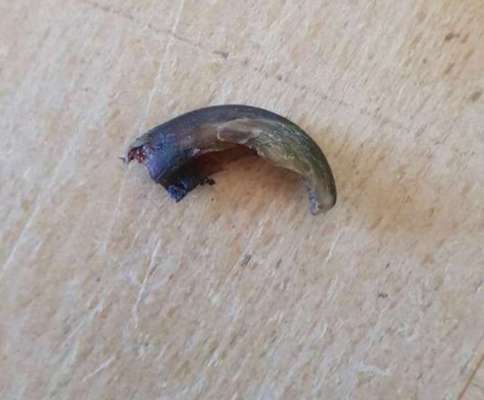 Abgerissene Kralle-Beitrag-Bild