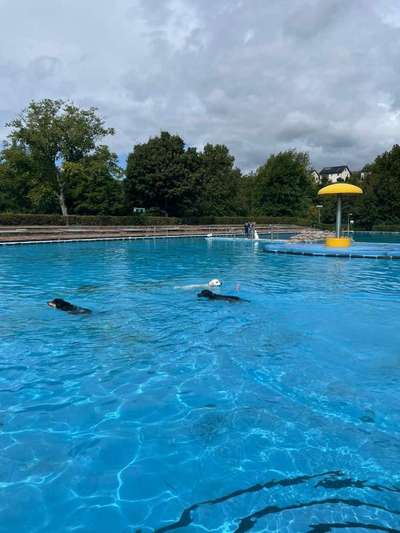 Wo sind die Golden Retriever Liebhaber?-Beitrag-Bild