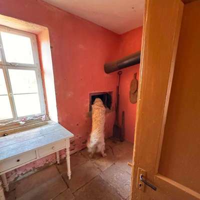 Drahtmaulkorb nicht tierschutzgerecht?-Beitrag-Bild