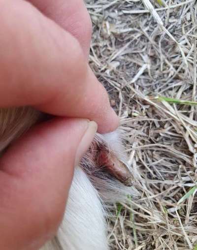 Abgerissene Kralle-Beitrag-Bild