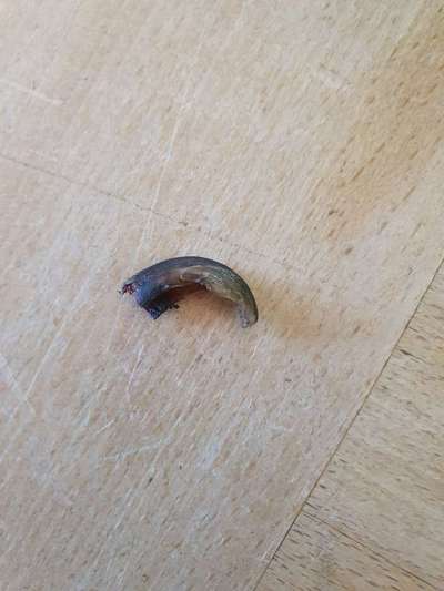 Autoimunerkrankung SLO - Schuhe gesucht-Beitrag-Bild