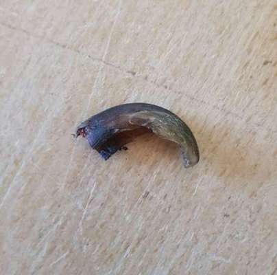 Leben der Kralle steht ab?-Beitrag-Bild