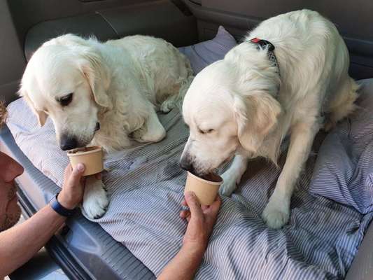 Wo sind die Golden Retriever Liebhaber?-Beitrag-Bild