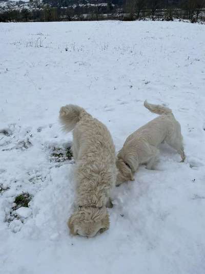 Wo sind die Golden Retriever Liebhaber?-Beitrag-Bild