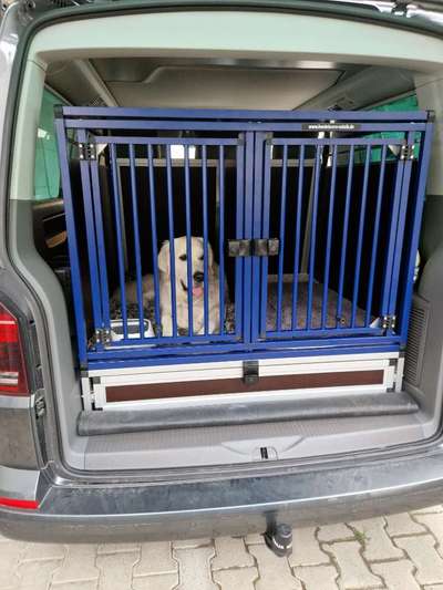 Golden Retriever-Beitrag-Bild