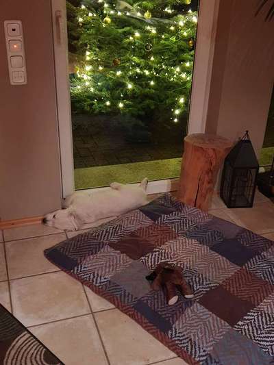 Weihnachten mit Junghund-Beitrag-Bild