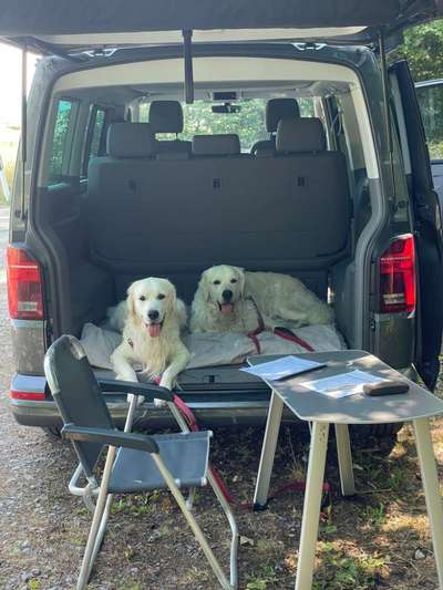 Wo sind die Golden Retriever Liebhaber?-Beitrag-Bild