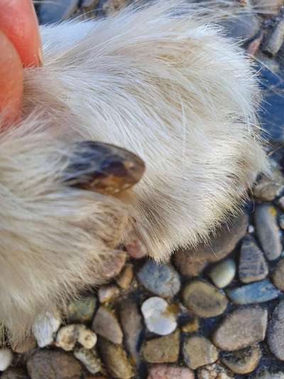 Autoimunerkrankung SLO - Schuhe gesucht-Beitrag-Bild