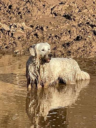 Wo sind die Golden Retriever Liebhaber?-Beitrag-Bild