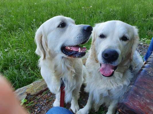 Wo sind die Golden Retriever Liebhaber?-Beitrag-Bild