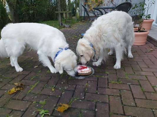 Rezepte für Hunde-Geburtstagstorte-Beitrag-Bild