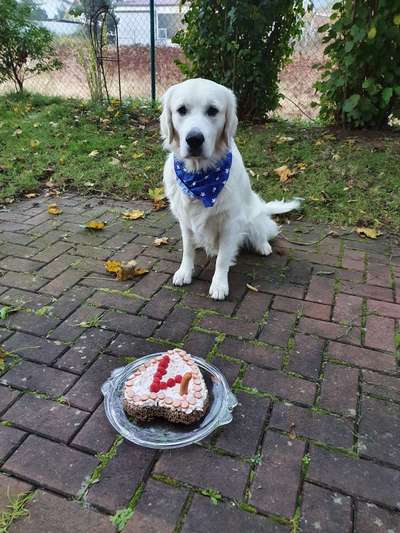 Wo sind die Golden Retriever Liebhaber?-Beitrag-Bild