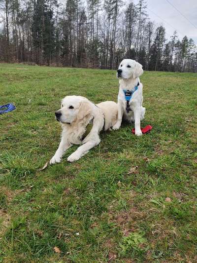 Wo sind die Golden Retriever Liebhaber?-Beitrag-Bild