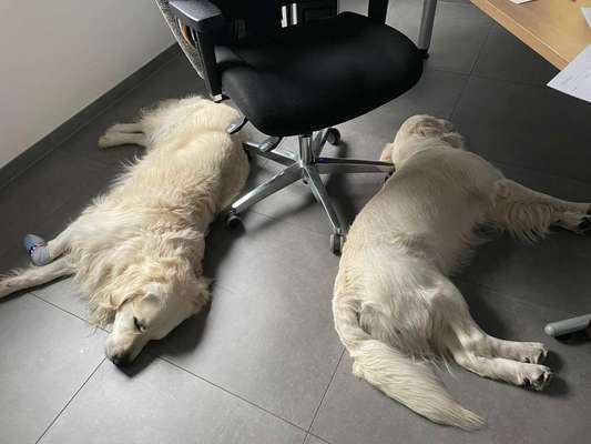 Wo sind die Golden Retriever Liebhaber?-Beitrag-Bild