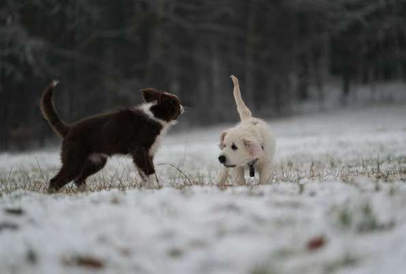 Wo sind die Golden Retriever Liebhaber?-Beitrag-Bild