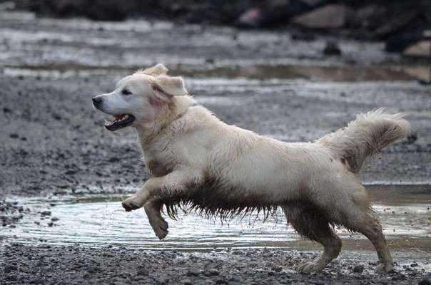 Wo sind die Golden Retriever Liebhaber?-Beitrag-Bild