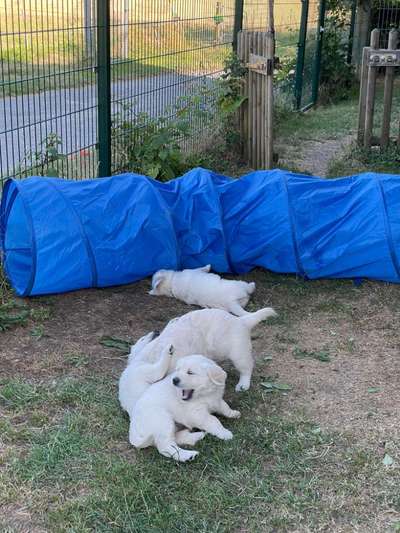 Wo sind die Golden Retriever Liebhaber?-Beitrag-Bild