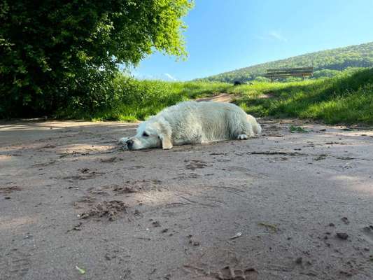 Wo sind die Golden Retriever Liebhaber?-Beitrag-Bild