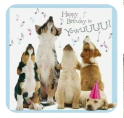 Wo sind die Golden Retriever Liebhaber?-Beitrag-Bild