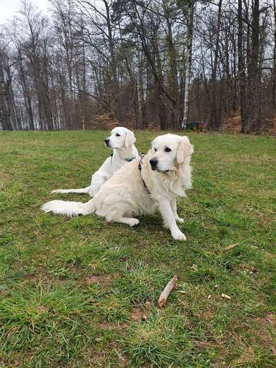 Wo sind die Golden Retriever Liebhaber?-Beitrag-Bild