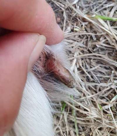 Leben der Kralle steht ab?-Beitrag-Bild