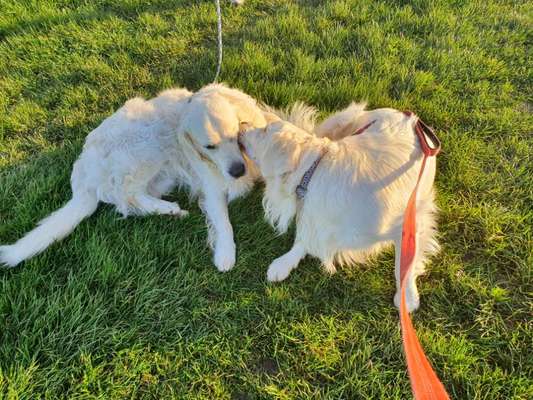 Wo sind die Golden Retriever Liebhaber?-Beitrag-Bild