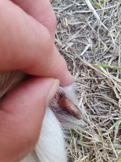 Autoimunerkrankung SLO - Schuhe gesucht-Beitrag-Bild