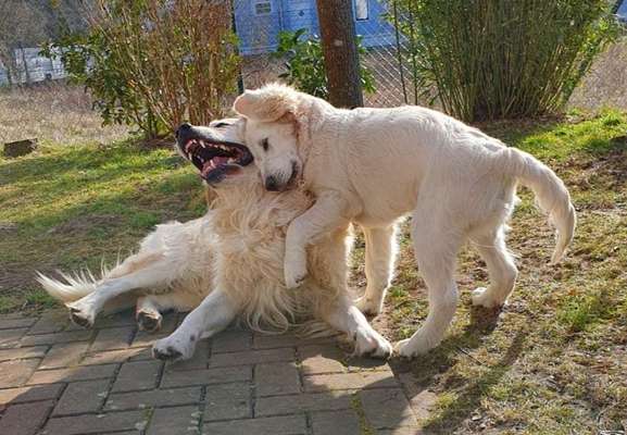 Wo sind die Golden Retriever Liebhaber?-Beitrag-Bild