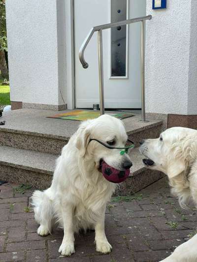 Wo sind die Golden Retriever Liebhaber?-Beitrag-Bild