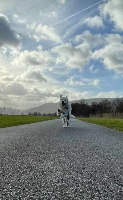 Wo sind die Golden Retriever Liebhaber?-Beitrag-Bild