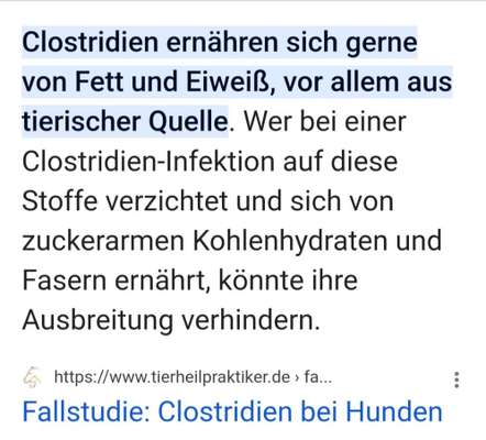 Leberprobleme beim Hund, Erfahrungsaustausch-Beitrag-Bild