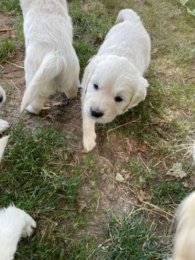 Wo sind die Golden Retriever Liebhaber?-Beitrag-Bild