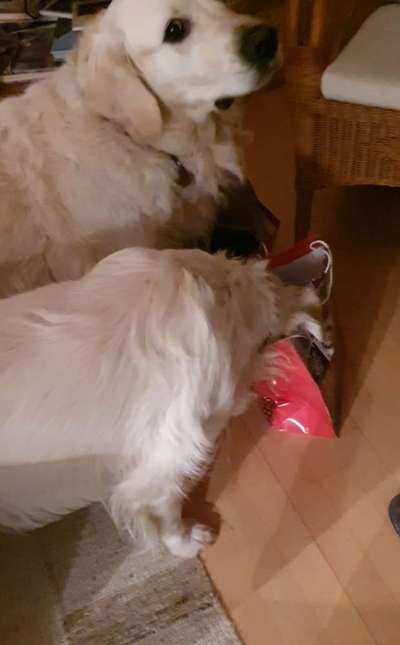 Wo sind die Golden Retriever Liebhaber?-Beitrag-Bild