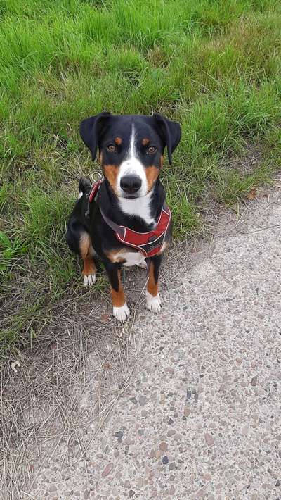 Appenzeller Sennenhunde-Beitrag-Bild