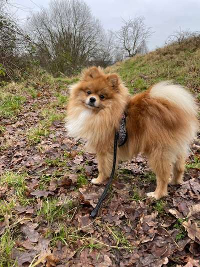Hundetreffen-Gassi gehen & Spielen-Bild