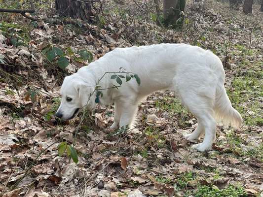 Hundetreffen-Spielen/Toben/Laufen/Golden Retriever Treff/Hunde ab 20kg!-Bild