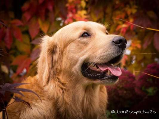 Golden Retriever-Beitrag-Bild