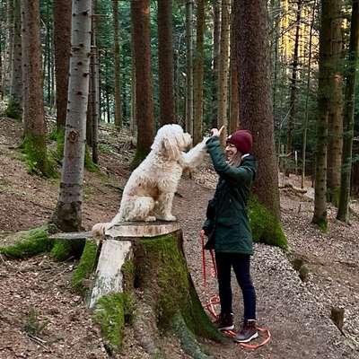 Hundetreffen-Hundebegegnungen üben-Bild