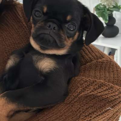 Hundetreffen-Gassirunde Henry sucht einen Spielkameraden-Bild