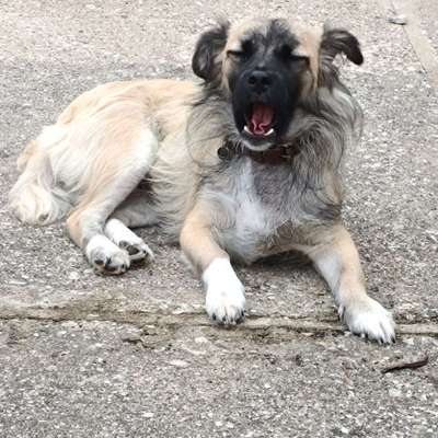 Hundetreffen-Gemeinsame Gassi Runden-Bild