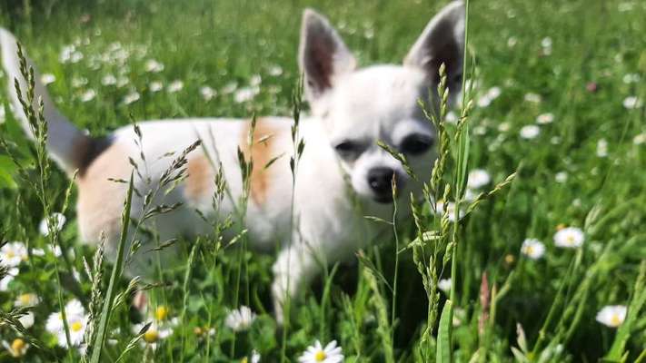 Fotochallange Nr. 57     PORTRÄT.   Beendet!!!!!!!!-Beitrag-Bild