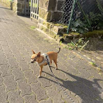 Hundetreffen-Gassi Runde-Bild