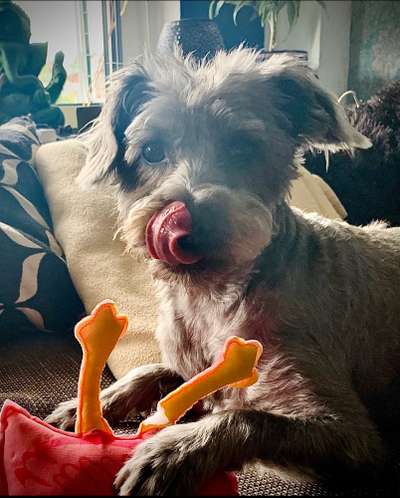 Fotosammlung: ,,Der natürliche Hund" Unbearbeitet, ungestellt und in Natura-Beitrag-Bild