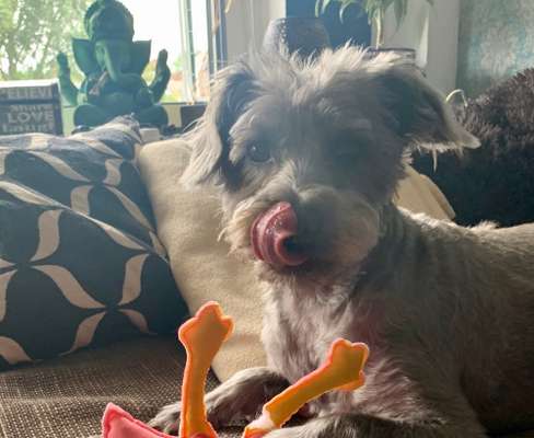 Fotochallenge Nr. 59 - Mein Hund zeigt die Zunge-Beitrag-Bild