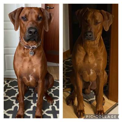 Rhodesian Ridgeback-Beitrag-Bild