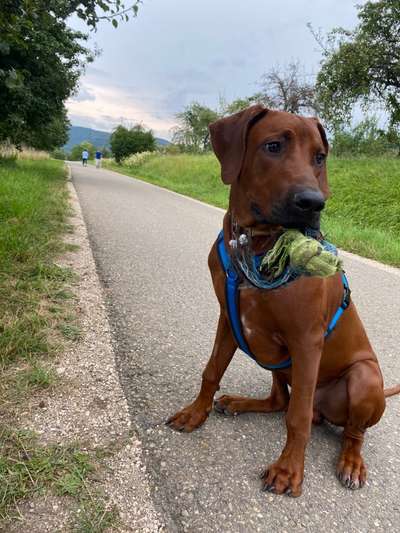 Rhodesian Ridgeback-Beitrag-Bild