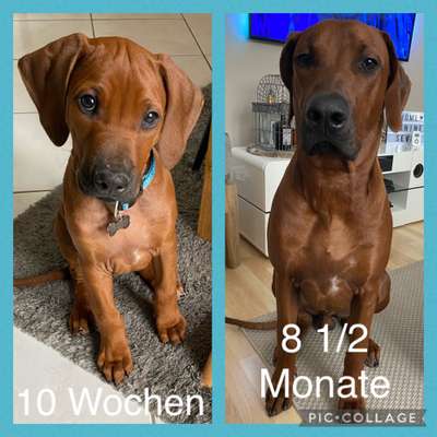 Rhodesian Ridgeback-Beitrag-Bild